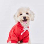 Buy Pet Food & Accessories Online in Malaysia