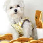 Buy Pet Food & Accessories Online in Malaysia